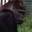 Gorilla_small